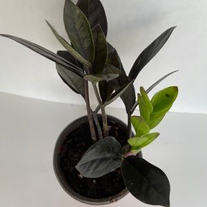 Zz raven 🌿🖤 ‼️SOLD‼️